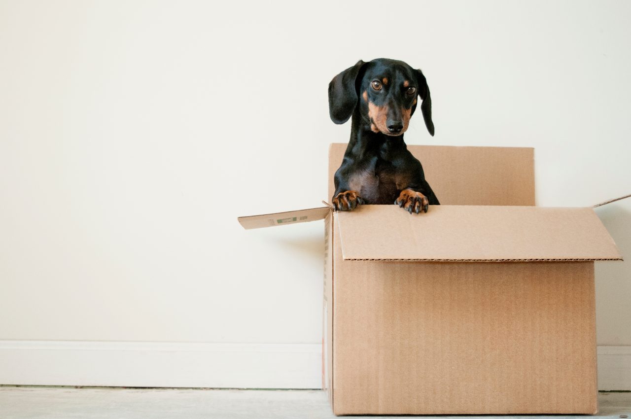 dachshund in a box ready